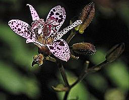 toad lily