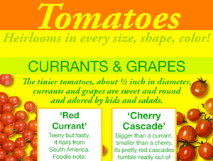 An infographic about kinds of tomatoes