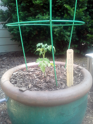 Seedling tomato in a tomato cage.