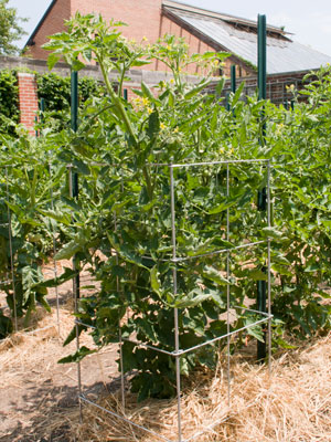 Square tomato cages offer a larger footprint for your plant, and fold easily for storage.