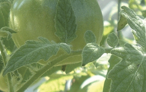 Fuzzy leaves on 'Angora Orange' tomato