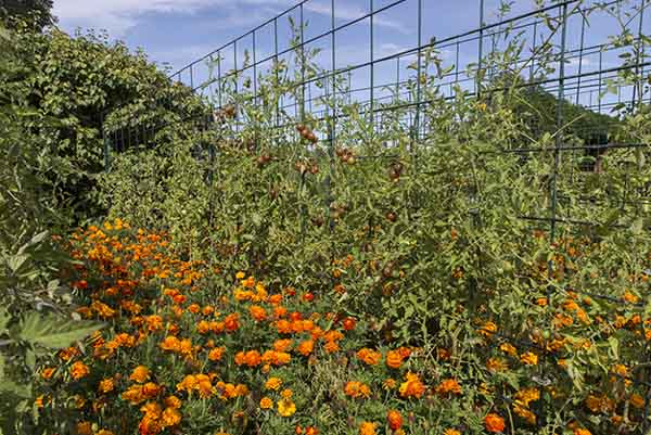 Trellised tomatoes benefit from support throughout the season, but especially once fruit begins to ripen.