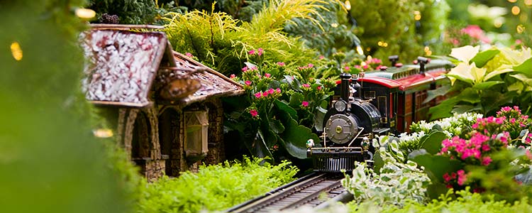Wonderland Express