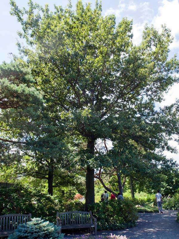 Shingle Oak | Chicago Botanic Garden