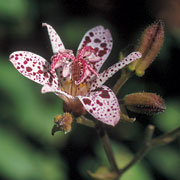Late flowering perennial