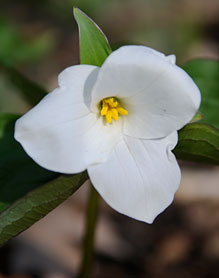 Great white trillium