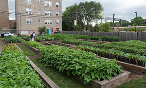 Growing the farm