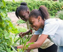 Windy City Harvest Youth Farm