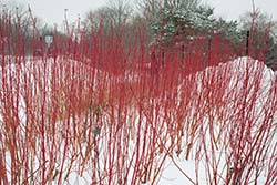PHOTO: Winter pruning dogwood