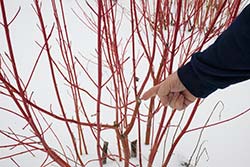 PHOTO: Winter pruning dogwood