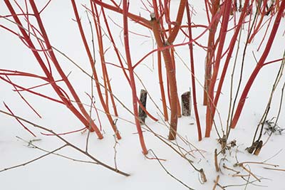 PHOTO: Winter pruning dogwood