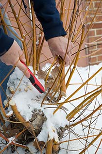 PHOTO: Pruning willow