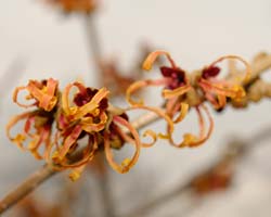 Witch hazel January