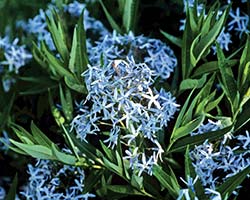 Woodland Bluestar