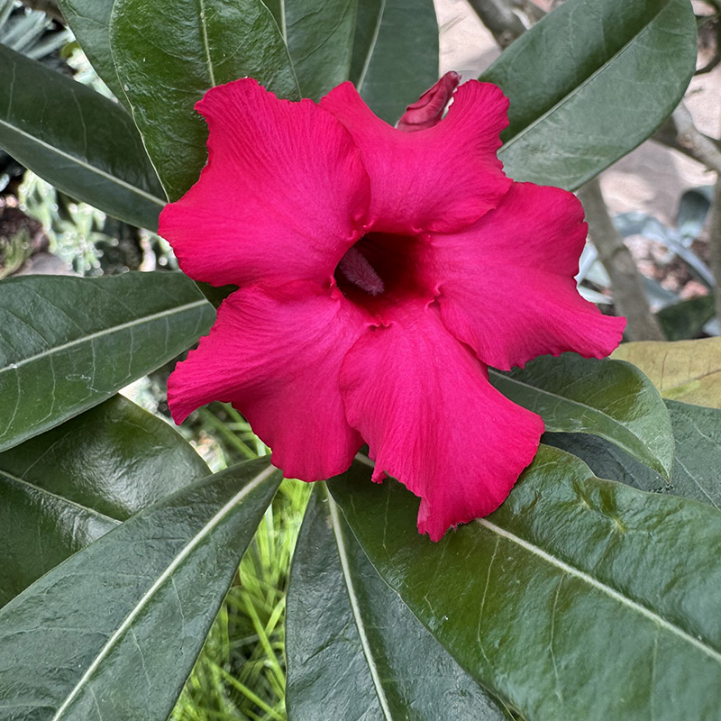 Adenium obesum