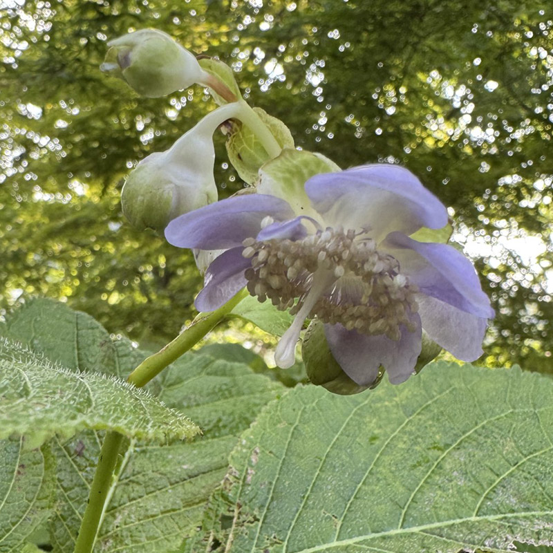 Deinanthe bifida