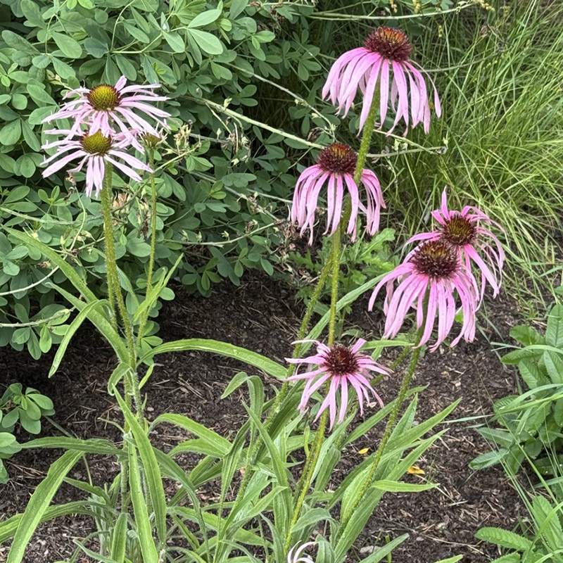 Echinacea pallida
