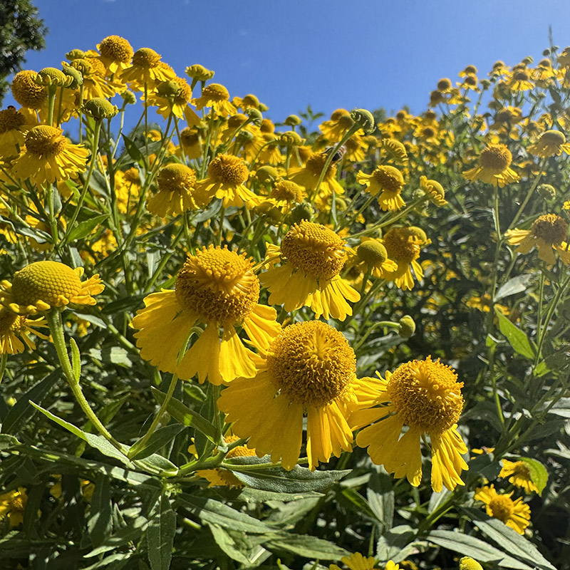 Butterpat Sneezeweed