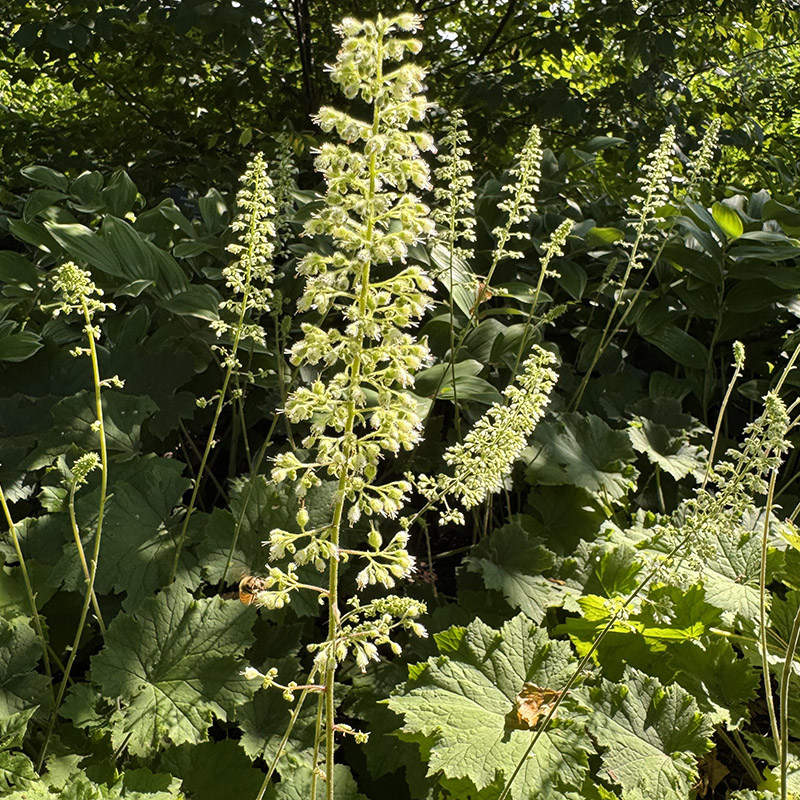 Heuchera villosa ‘Autumn Bride’