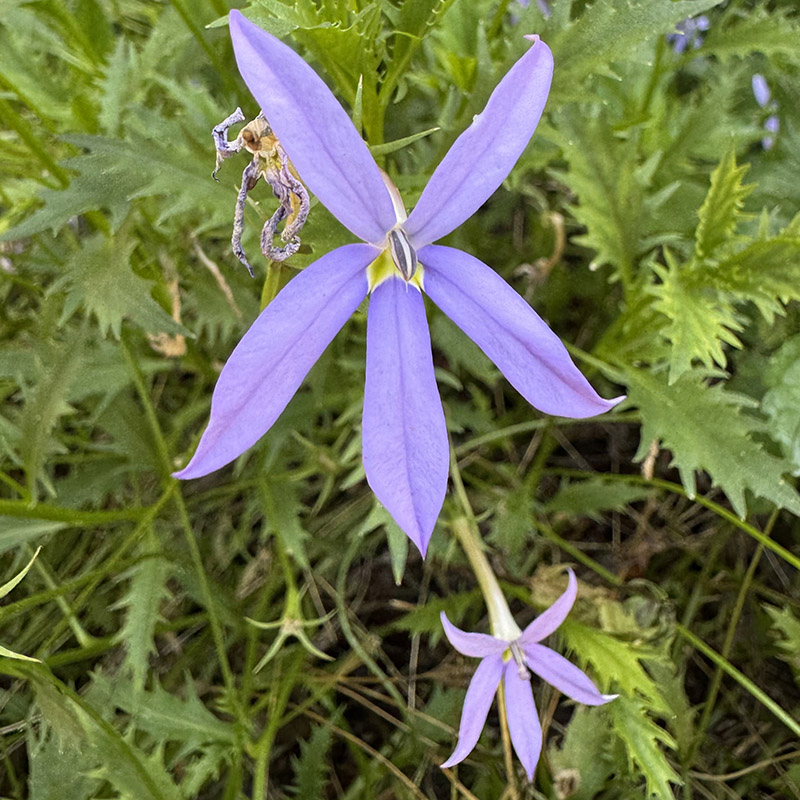 Isotoma axillaris ‘Gemini Blue’