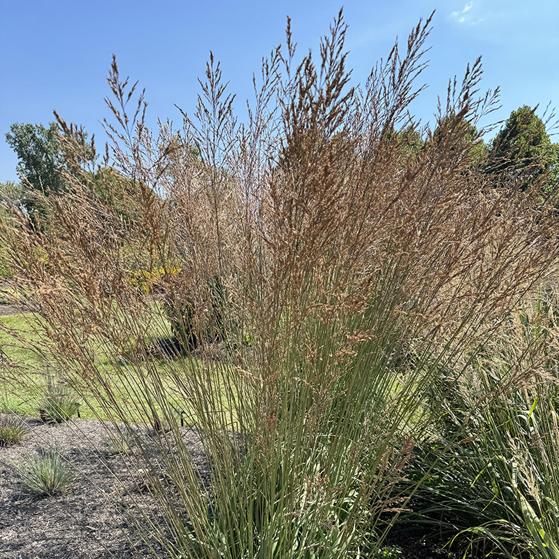 Molinia caerulea ssp. arundinacea ‘Dark Beauty’