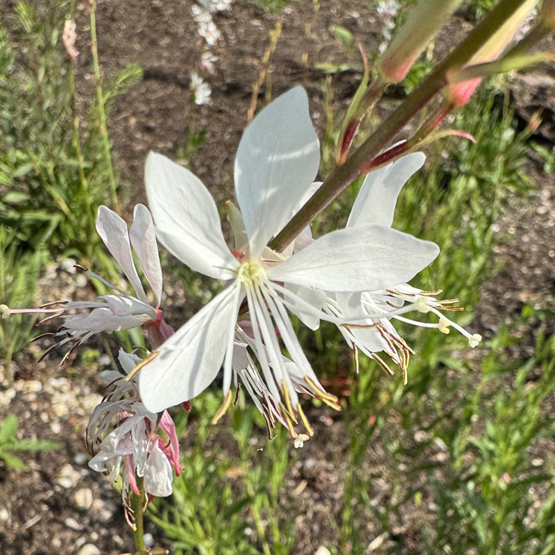 Oenothera lindheimeri ‘Sparkle White’