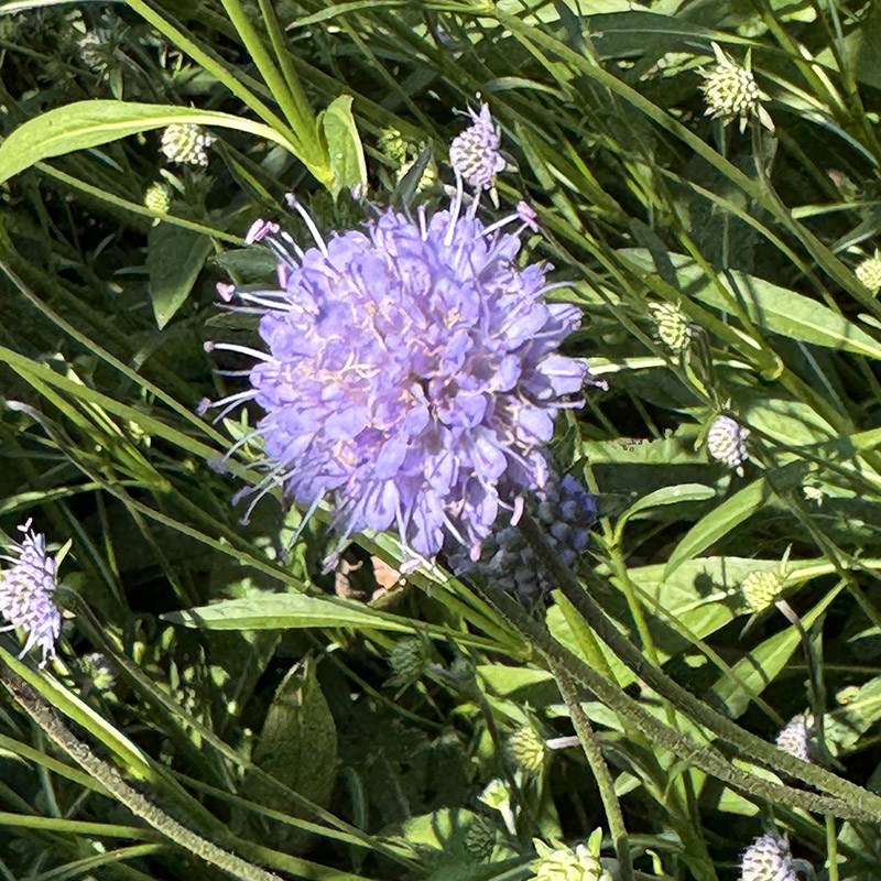 Succisa pratensis