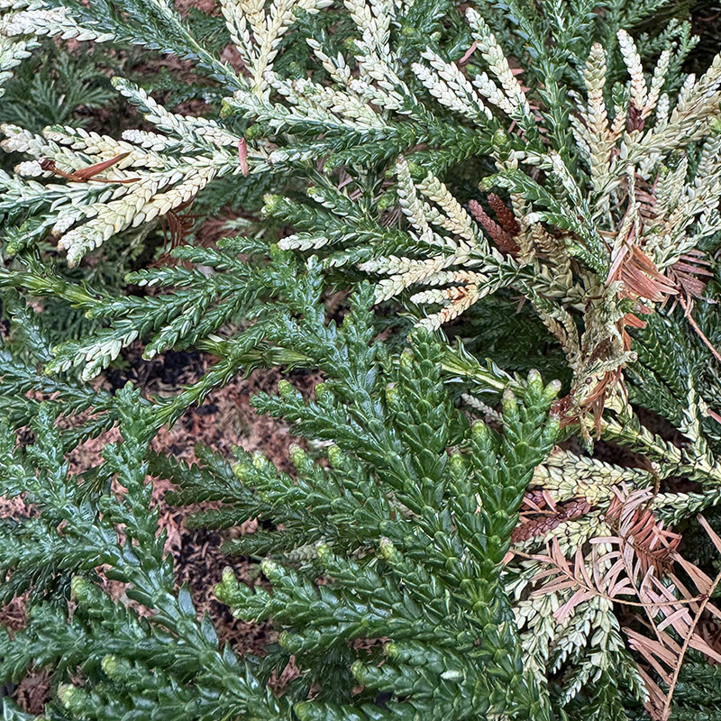 Thujopsis dolabrata ‘Variegata’