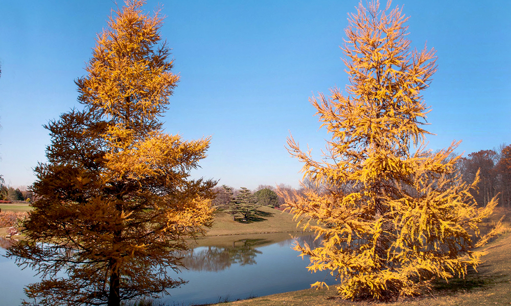Larch in the fall
