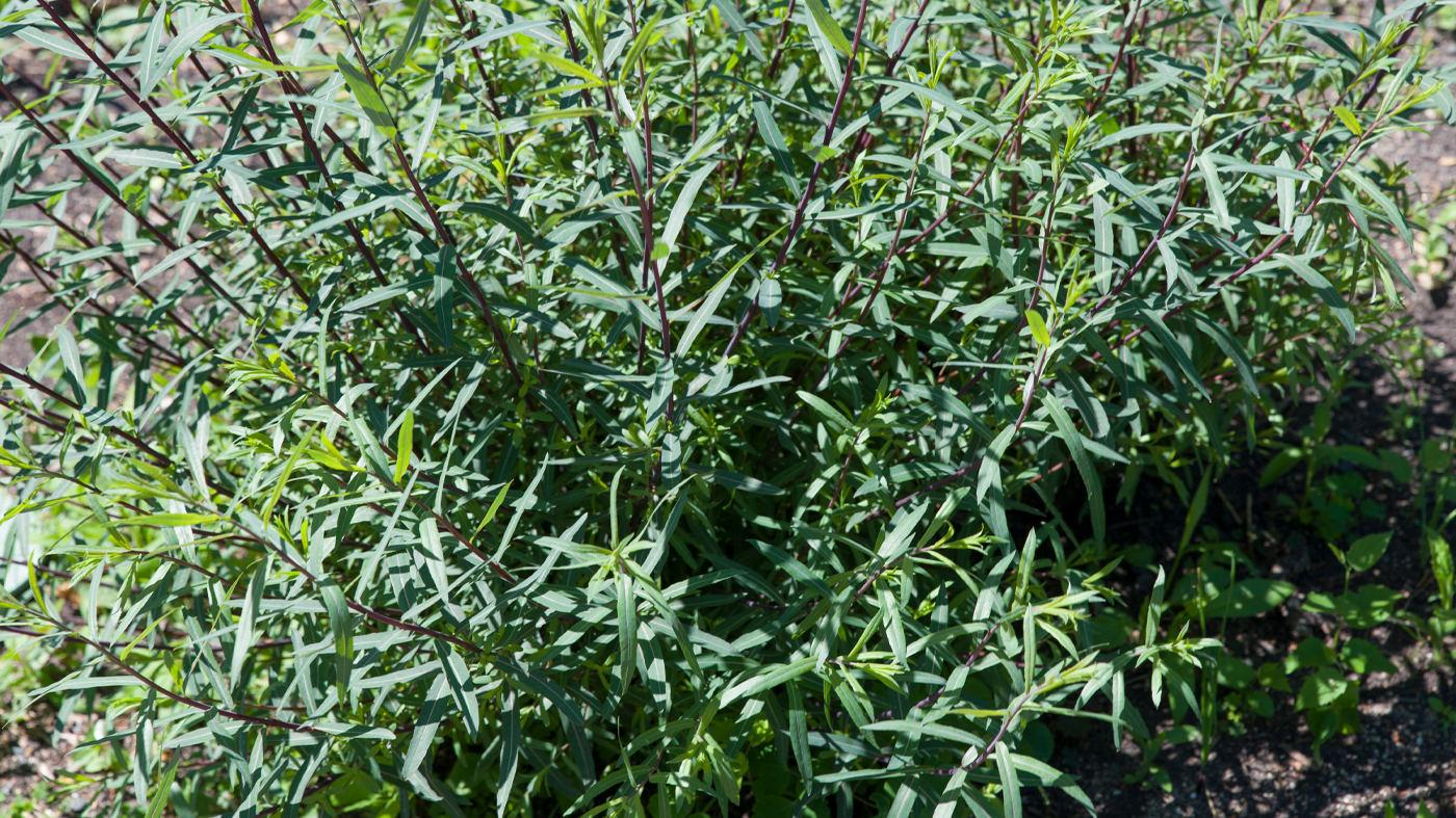 Shrub: Salix purpurea 'Nana' 