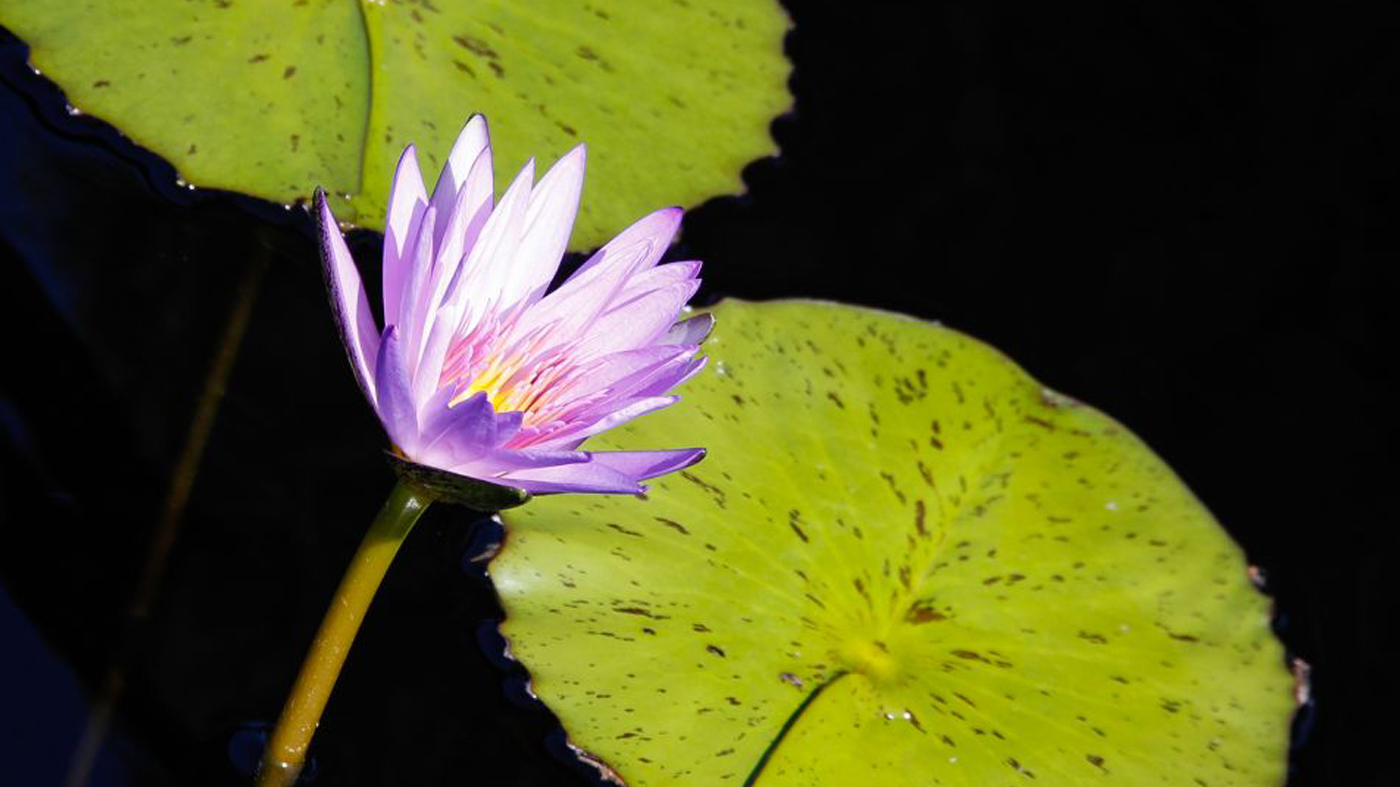 Water Lily: Blue Beauty