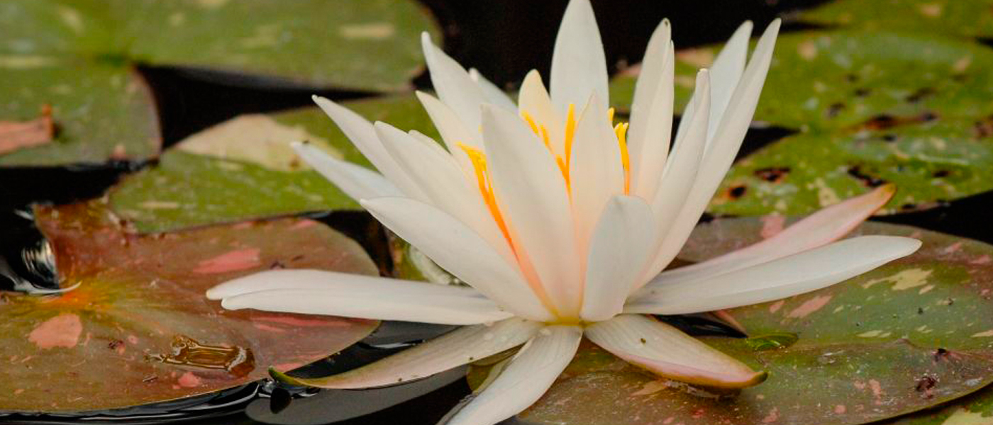 Water Lily: Nymphaea 'Arc-en-Ciel