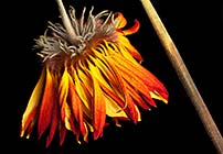 PHOTO: Student Botanical Photography Exhibition