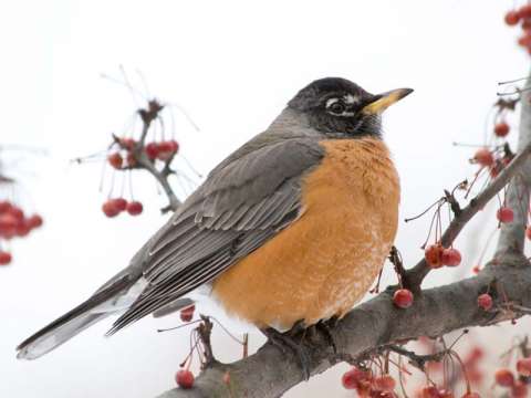 robin american chicago botanic garden robin american chicago botanic garden