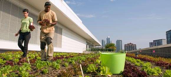 Urban Agriculture | Chicago Botanic Garden