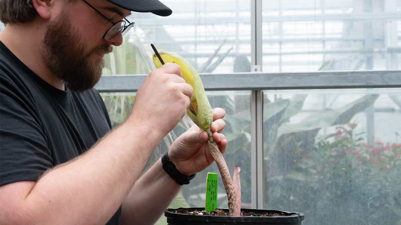 Jeremy Foster, Pollen Bank manager at the Garden, collects pollen from Amorphophallus dunnii.