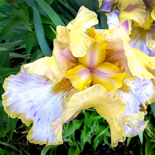 Iris ‘Carol Ellen Ramsey’