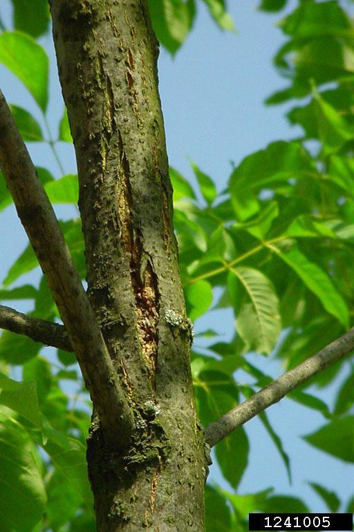 PHOTO: Splitting bark from emerald ash borer damage.