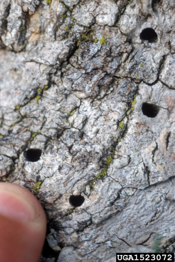 PHOTO: D-shaped exit hole left by adult ash borer.