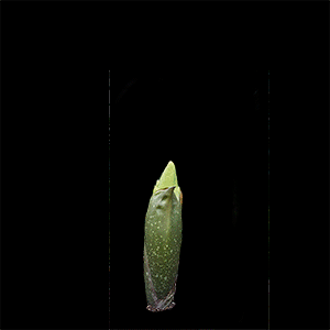 Corpse Flower Growing