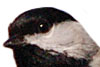 PHOTO: black-capped chickadee