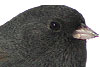 PHOTO: dark-eyed junco