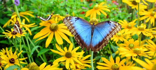 Gardening For Butterflies Chicago Botanic Garden