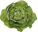 PHOTO: lettuce