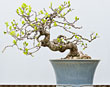 PHOTO: bonsai