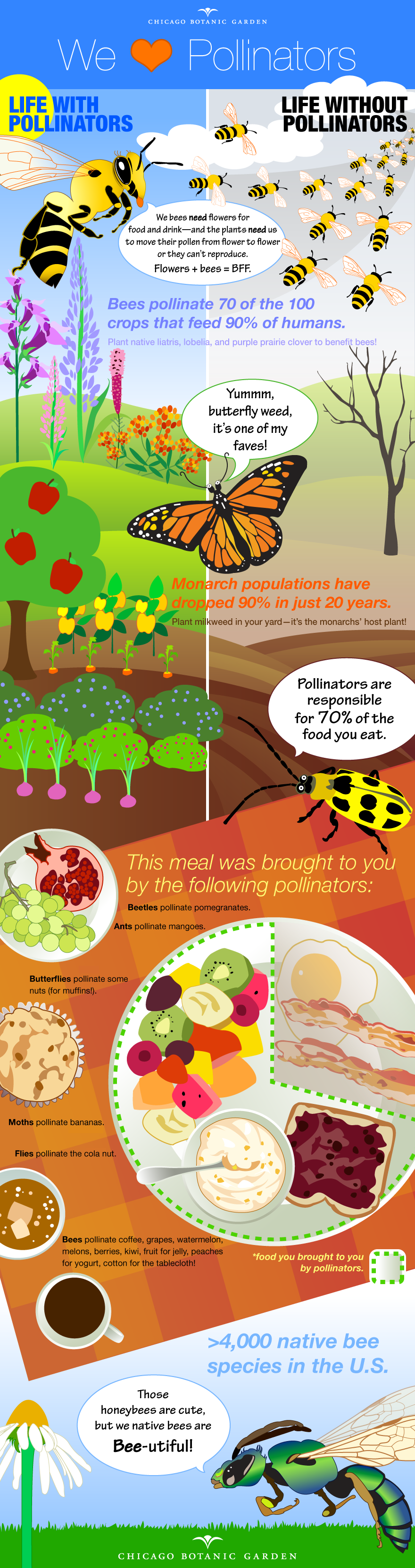 Pollinator Infographic