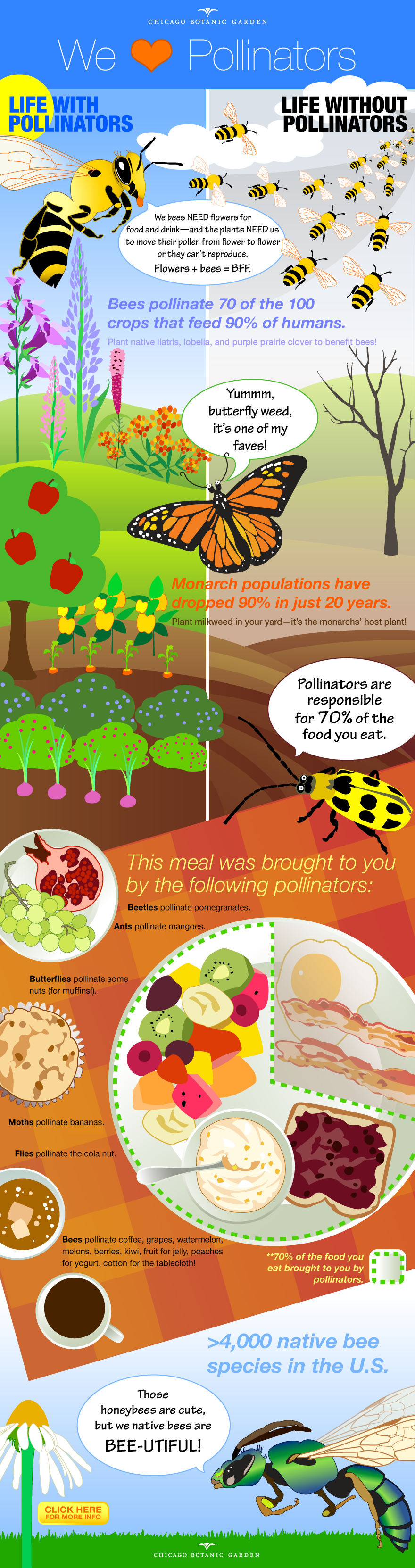Pollinator Infographic