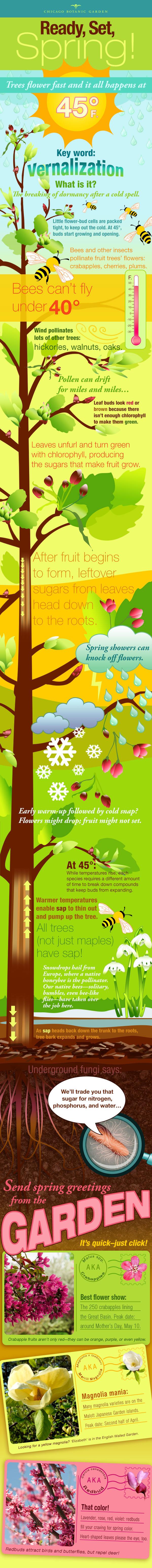 An Infograpbhic about Flowering Treen in Spring