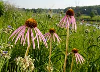 PHOTO: coneflowers