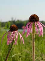 PHOTO: Echinacea